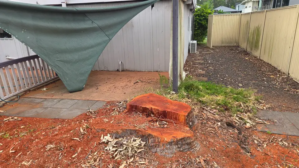 A wide red gum stump cut low to the ground beside a paved courtyard, surrounded by bark and fallen leaves