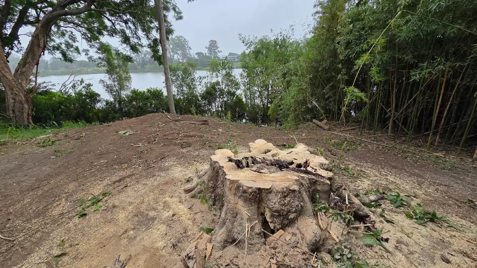A large weathered stump with spreading roots on a riverbank block, bamboo growing behind it