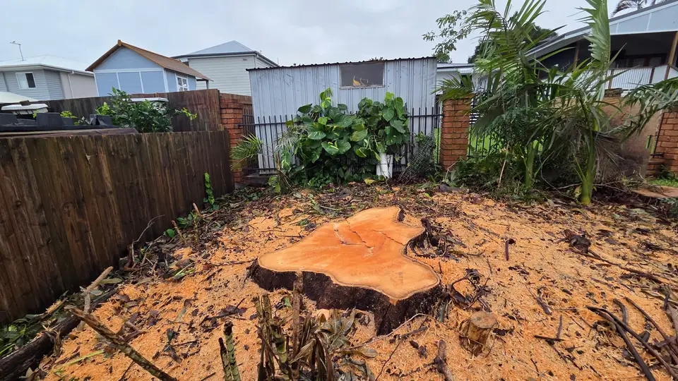 A wide orange stump cut flat, against a corrugated iron fence in a back yard